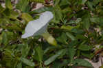 Beach morning-glory